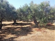 Aspro Kreta, Aspro: Olivenhain mit Meerblick und Baugenehmigung in Aspro Grundstück kaufen